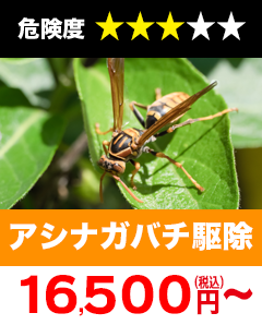 アシナガバチ駆除11,000円(税込)